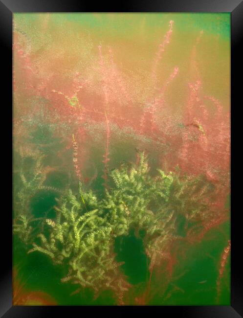 Underwater plants. Krka National Park, Croatia Framed Print by JM Ardevol