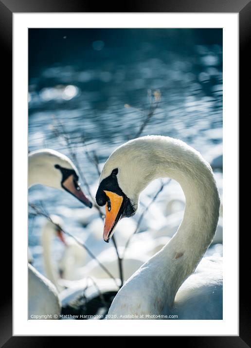 Posing Swan Framed Mounted Print by Matthew Harrington