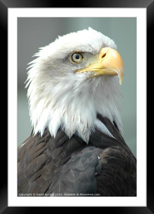 Bald Eagle Framed Mounted Print by David Purday