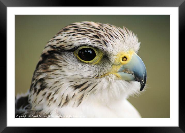 A close up of a falcon Framed Mounted Print by David Purday