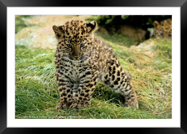 A leopard in the grass Framed Mounted Print by David Purday