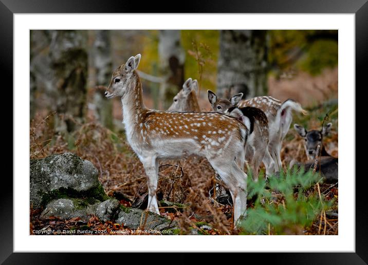 Baby Fallow deer Framed Mounted Print by David Purday