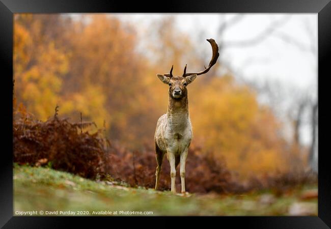 Stag Deer on hill Framed Print by David Purday