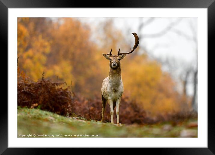Stag Deer on hill Framed Mounted Print by David Purday