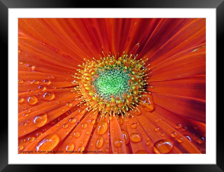 Raindrops on a red flower macro shot  Framed Mounted Print by Karen Noble