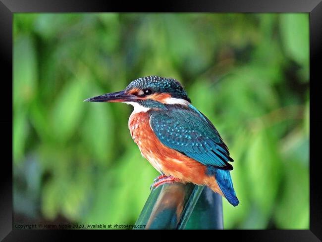 Kingfisher resting on the handrails of a boat in S Framed Print by Karen Noble