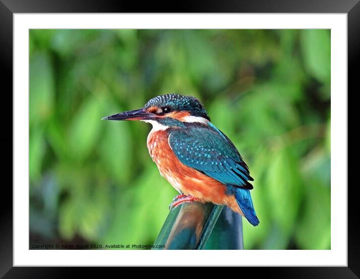 Kingfisher resting on the handrails of a boat in S Framed Mounted Print by Karen Noble
