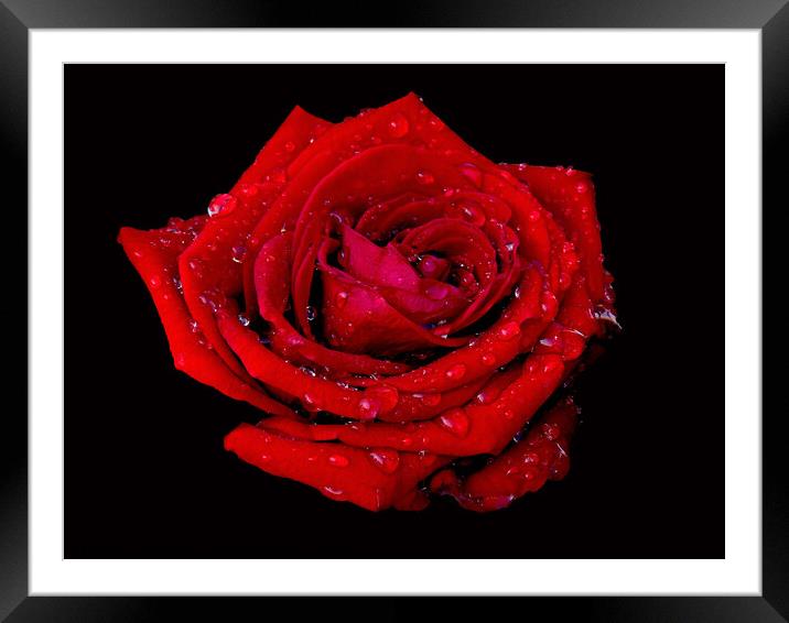 Just a Rose with raindrops  Framed Mounted Print by Karen Noble