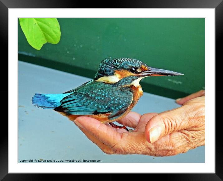 A kingfisher in The Hand of a friend after a rescu Framed Mounted Print by Karen Noble