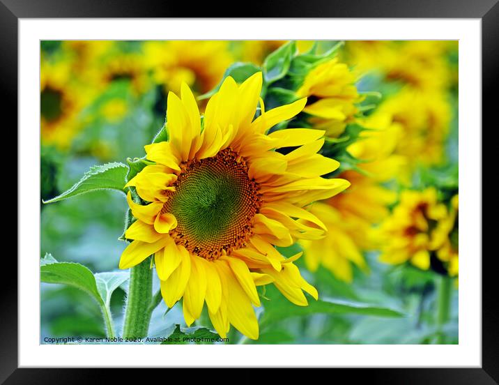 Sunflower beauty  Framed Mounted Print by Karen Noble