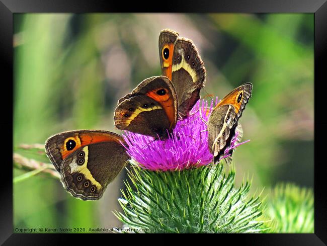Butterflies Sharing a thistle in Spain,  beautiful Framed Print by Karen Noble