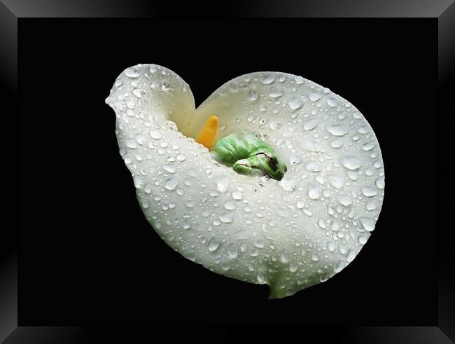 A sleeping frog on a white Lilly, water drops on the Lilly Framed Print by Karen Noble