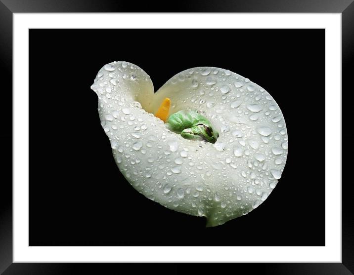 A sleeping frog on a white Lilly, water drops on the Lilly Framed Mounted Print by Karen Noble