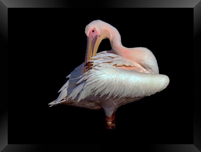Pelican photo taken in France  Framed Print by Karen Noble