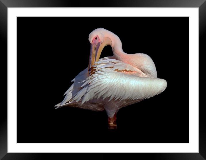 Pelican photo taken in France  Framed Mounted Print by Karen Noble
