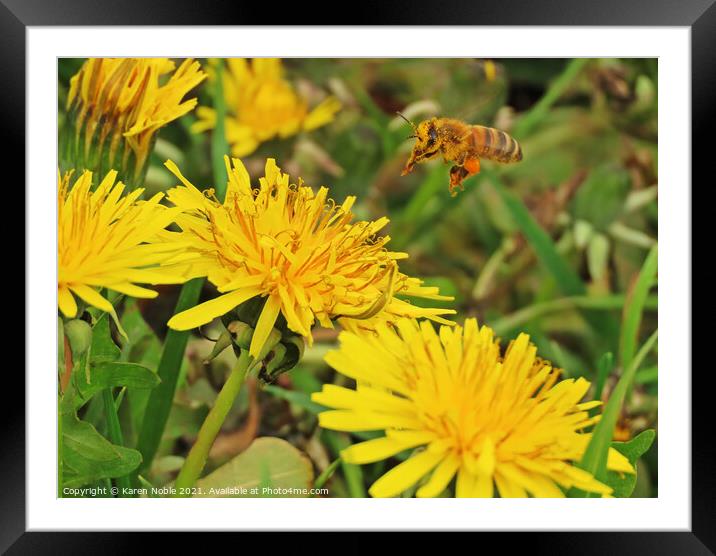 Dandelion  Framed Mounted Print by Karen Noble