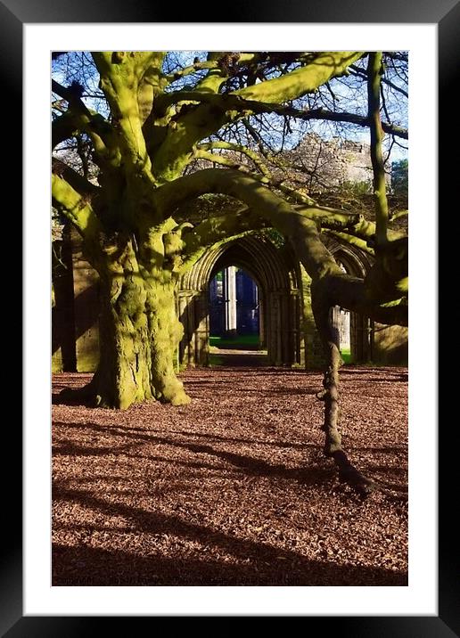 The Tree of the Year, Margam Framed Mounted Print by Rhodri Phillips