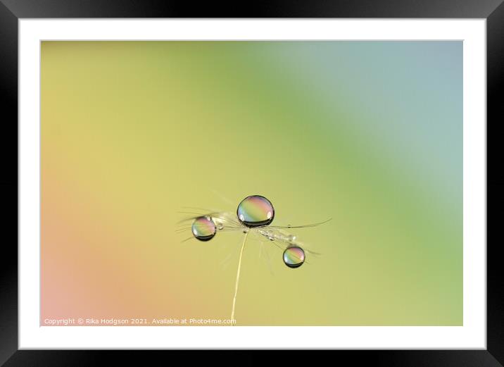 Water Droplets, Close up, Dandilion seed Framed Mounted Print by Rika Hodgson