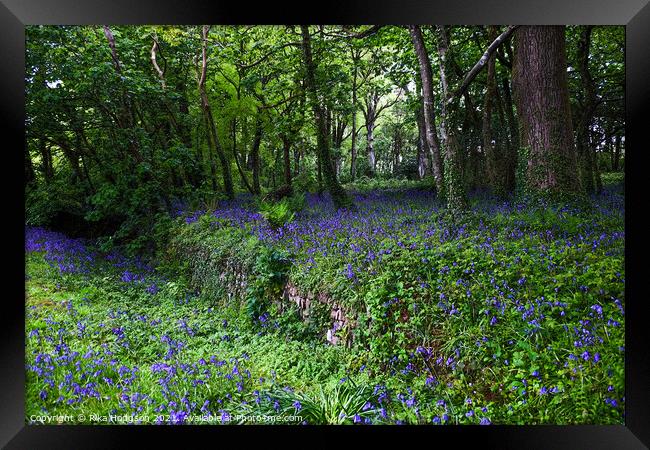Bluebells in Woodlands, Landscape Framed Print by Rika Hodgson