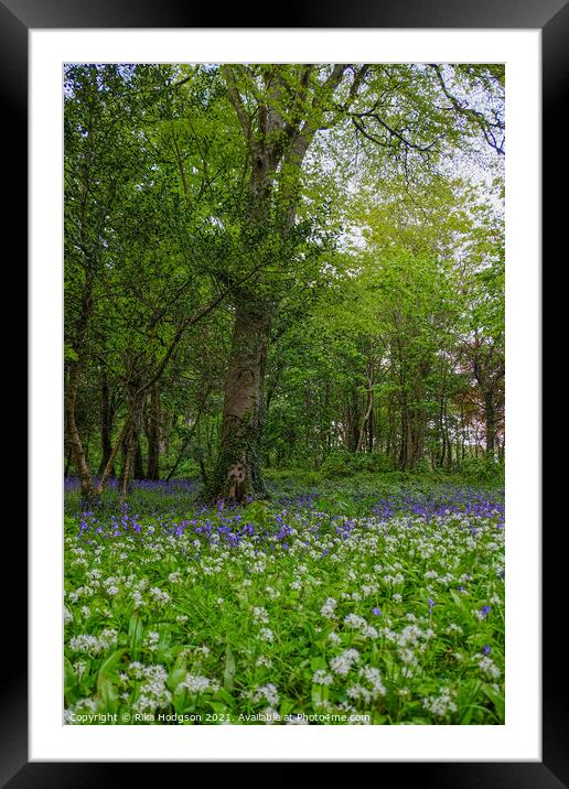 Bluebells & Wild Garlic in woodlands, Cornwall Framed Mounted Print by Rika Hodgson