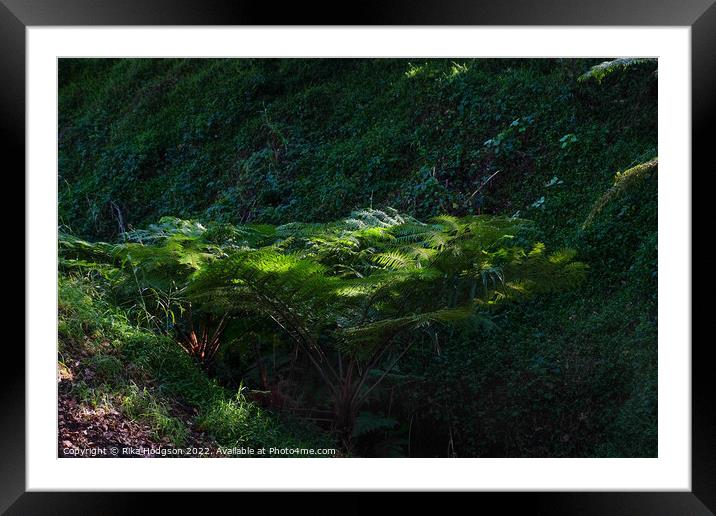 Sunlight on tree fern Framed Mounted Print by Rika Hodgson