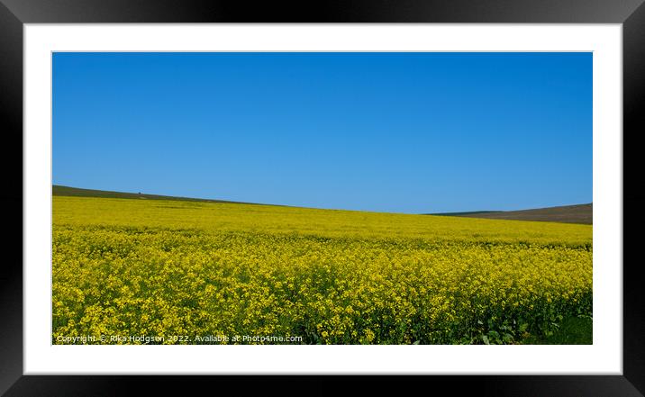 Canola Flowers, Darling, South Africa, Landscape Framed Mounted Print by Rika Hodgson