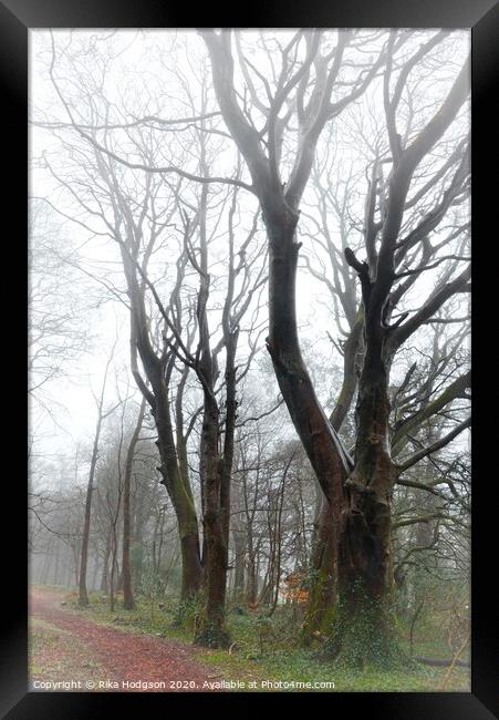 Clowance Estate Woodlands, Cornwall Framed Print by Rika Hodgson