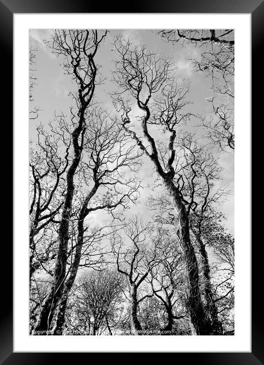 Winter Trees, Godolphin Framed Mounted Print by Rika Hodgson