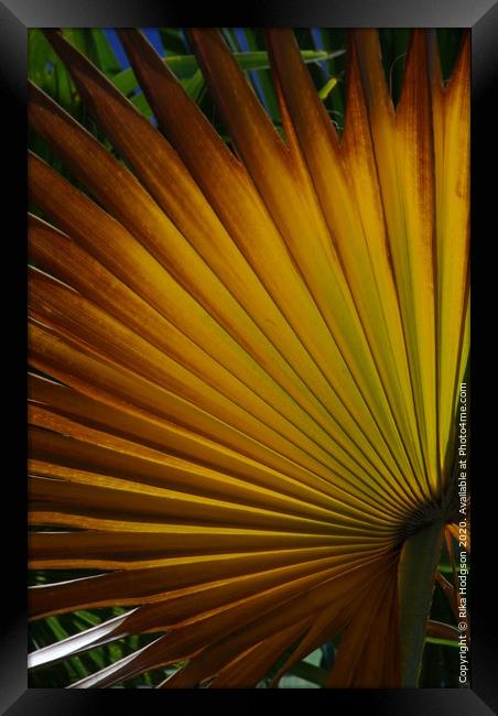 Fan Palm leaf Framed Print by Rika Hodgson