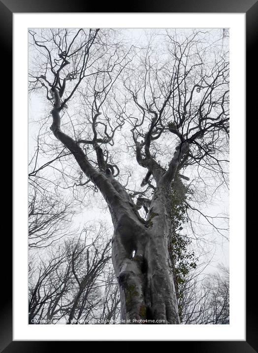 Creepy Trees, Godolphin, Cornwall Framed Mounted Print by Rika Hodgson