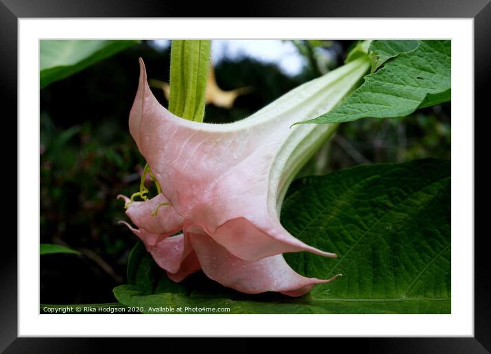 The Devil's Trumpet, South Africa Framed Mounted Print by Rika Hodgson