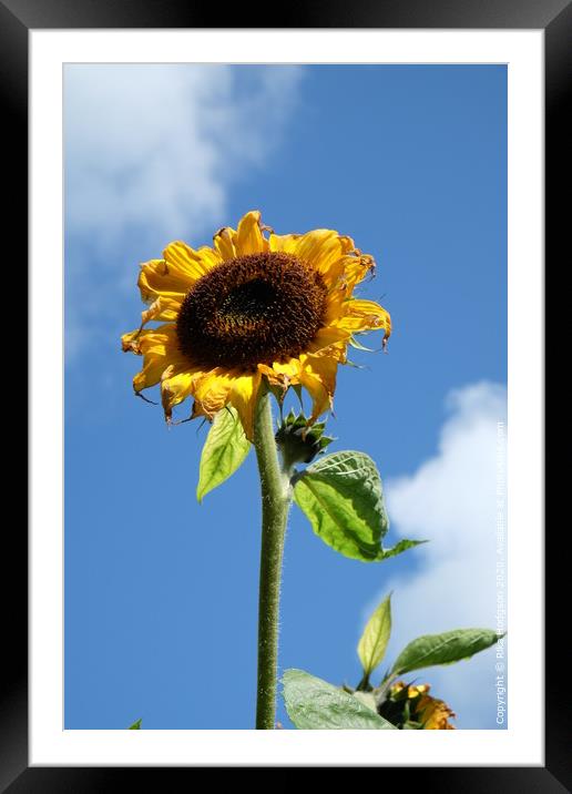 The dying Sunflower, Cornwall Framed Mounted Print by Rika Hodgson