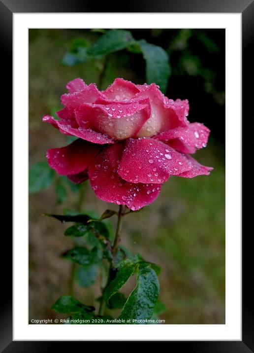 A Rose for my Valentine Framed Mounted Print by Rika Hodgson
