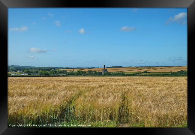 Wheat Fields, Goldsithney, West Cornwall Framed Print by Rika Hodgson