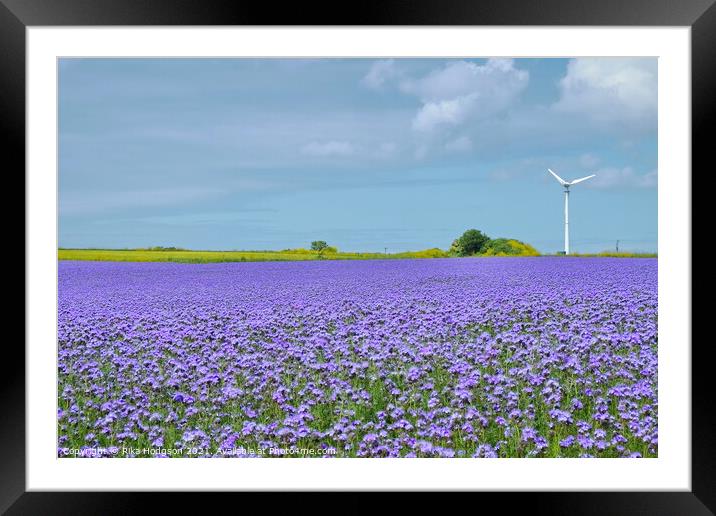 Purple Phacelia Field of Dreams, Cornwall, England Framed Mounted Print by Rika Hodgson