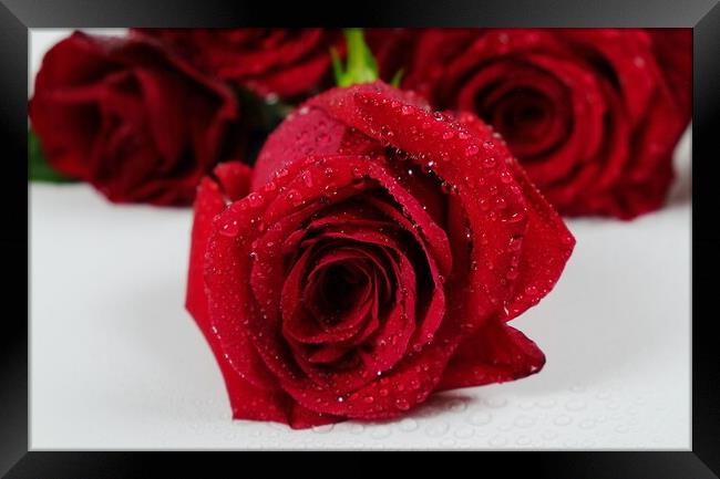 Romance, Red Roses Framed Print by Rika Hodgson