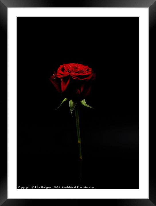 A Rose for my Love Framed Mounted Print by Rika Hodgson