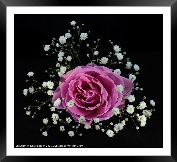 Blushing Pink Rose Framed Mounted Print by Rika Hodgson
