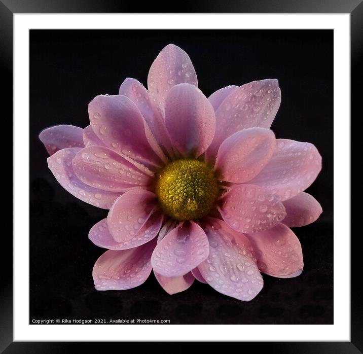 Pink flower Close Up Framed Mounted Print by Rika Hodgson