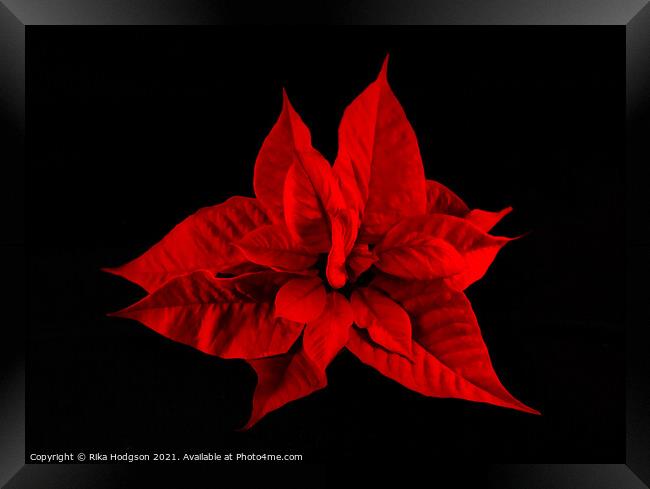 Deep Red Poinsettia Flower Framed Print by Rika Hodgson