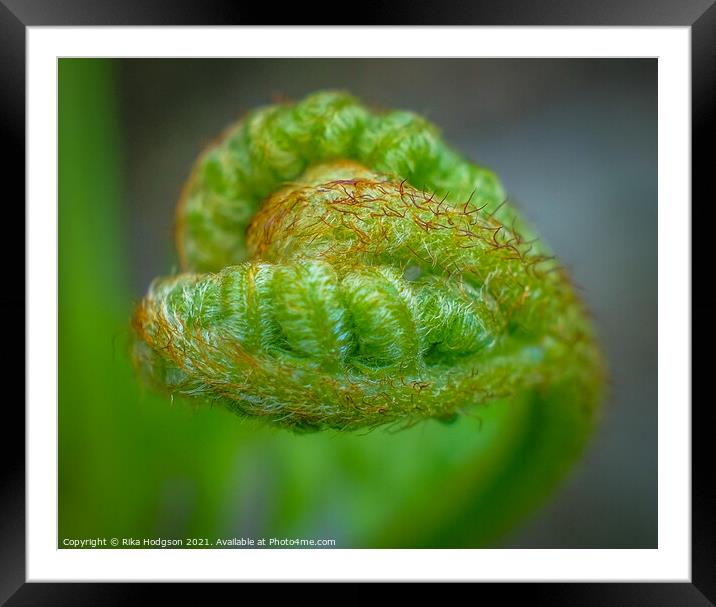 Heart shaped new leaf, Fern plant, Close up Framed Mounted Print by Rika Hodgson