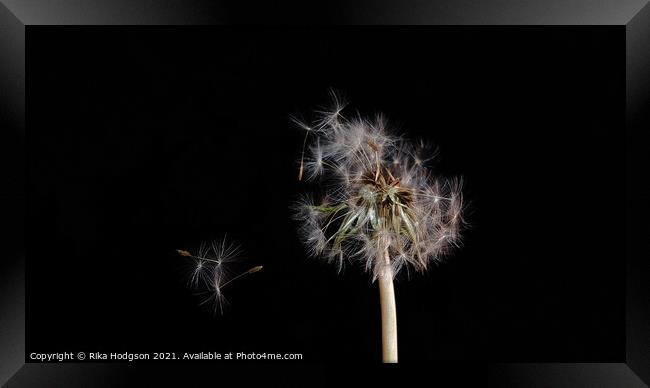 Dandelion seeds, blowing in the wind, Close up Framed Print by Rika Hodgson