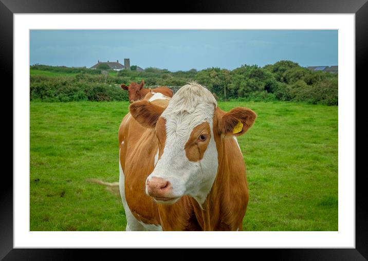 Brown and white cow, Cornish country side, Cornwal Framed Mounted Print by Rika Hodgson