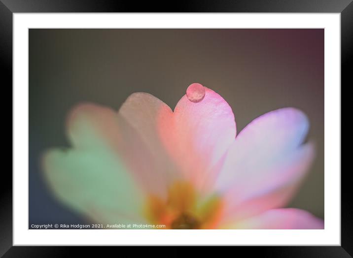 Close Up, Water Droplet on flower Framed Mounted Print by Rika Hodgson