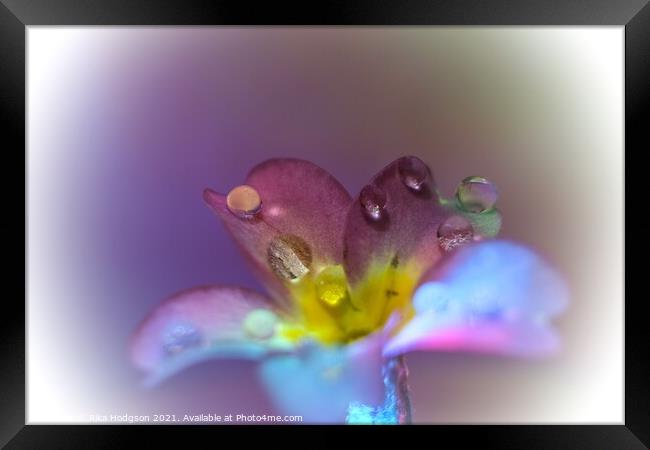 Water droplets on flower, Close Up Framed Print by Rika Hodgson