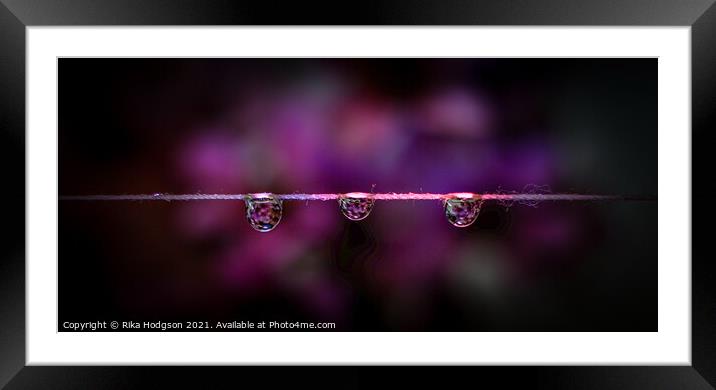 Three dark water droplets, Close up Framed Mounted Print by Rika Hodgson
