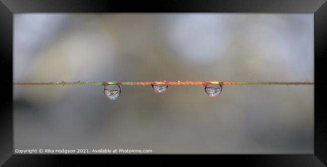 Close Up of Three Hanging Water Droplets Framed Print by Rika Hodgson