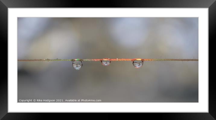Close Up of Three Hanging Water Droplets Framed Mounted Print by Rika Hodgson