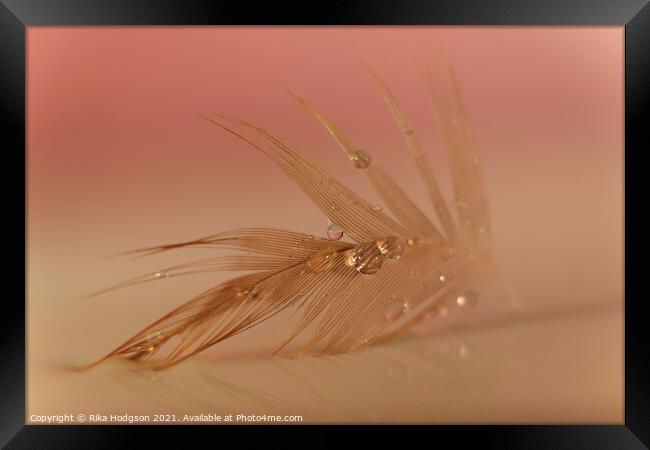 Water droplets on feather closeup  Framed Print by Rika Hodgson