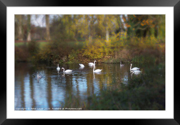 Swans Framed Mounted Print by Peter Louer